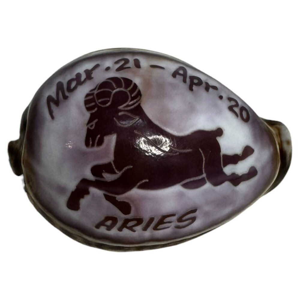 Aries Ram Zodiac Cowrie Shell Handcrafted 3" Polished Astrology Mar 21 - Apr 20